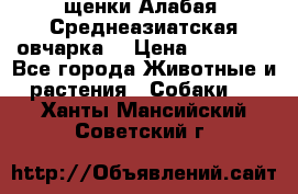 щенки Алабая (Среднеазиатская овчарка) › Цена ­ 15 000 - Все города Животные и растения » Собаки   . Ханты-Мансийский,Советский г.